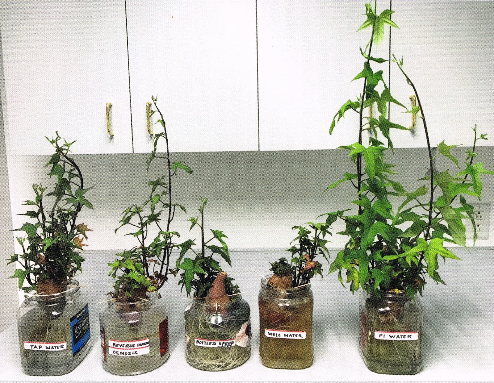 Csapviz - ásványvíz - fordított ozmózisos szűrt víz PiVíz összehasonlítása növény kísérletek